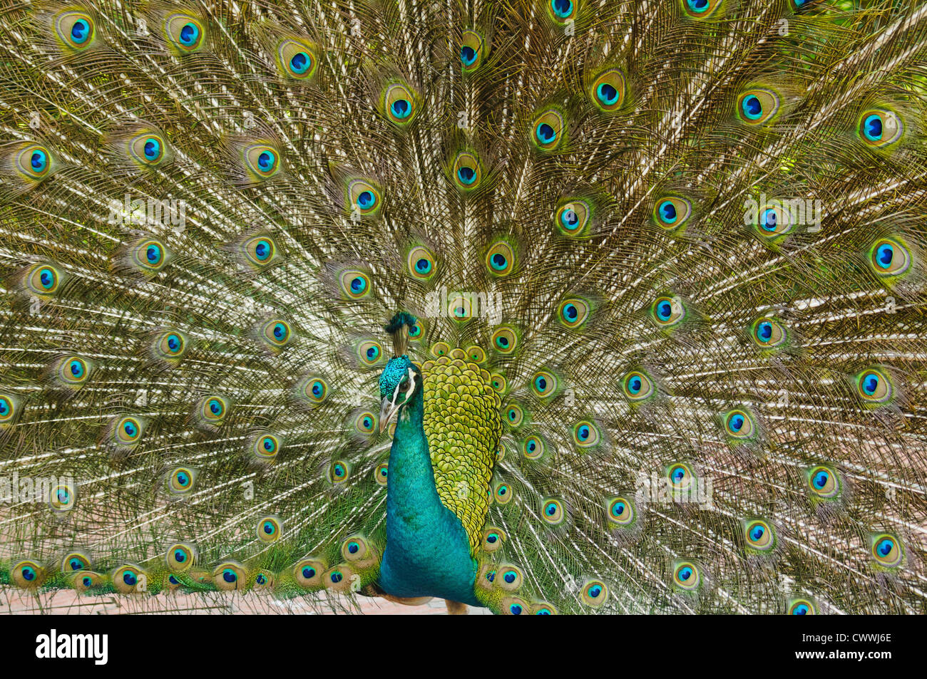Paons bleu indien (pavo cristatus), Malaisie Banque D'Images