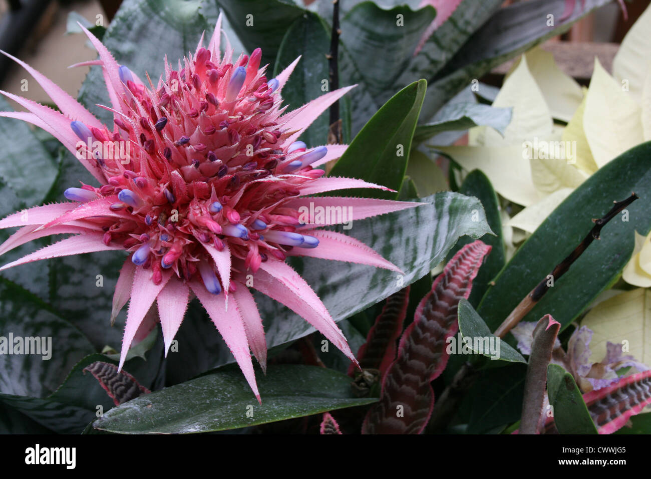 Le sud-ouest de cactus fleur rose vert feuilles botanical art photo photo prints Banque D'Images