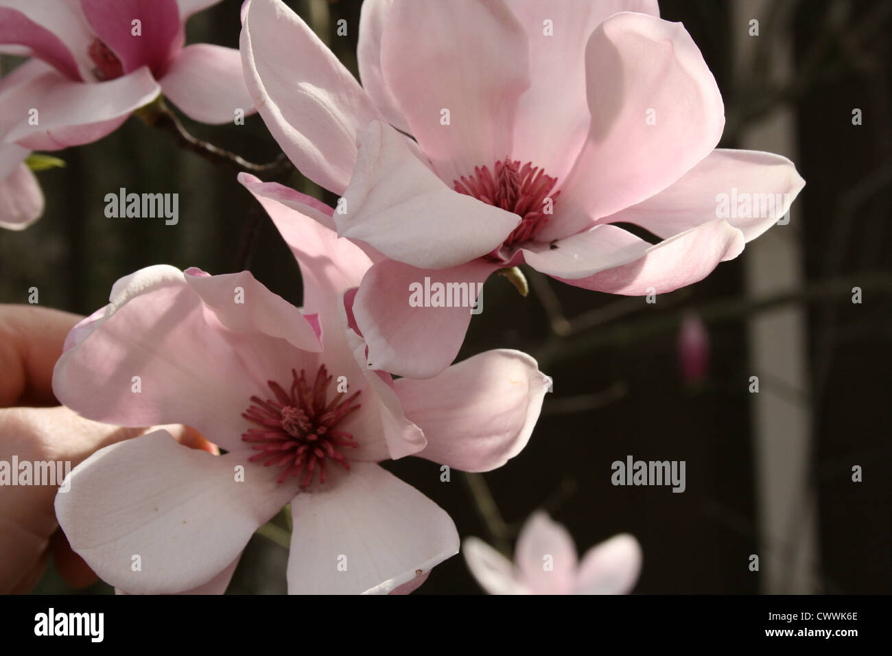 Fleur de magnolia japonais photo photo art print nature botanique art réaliste photographie image Banque D'Images