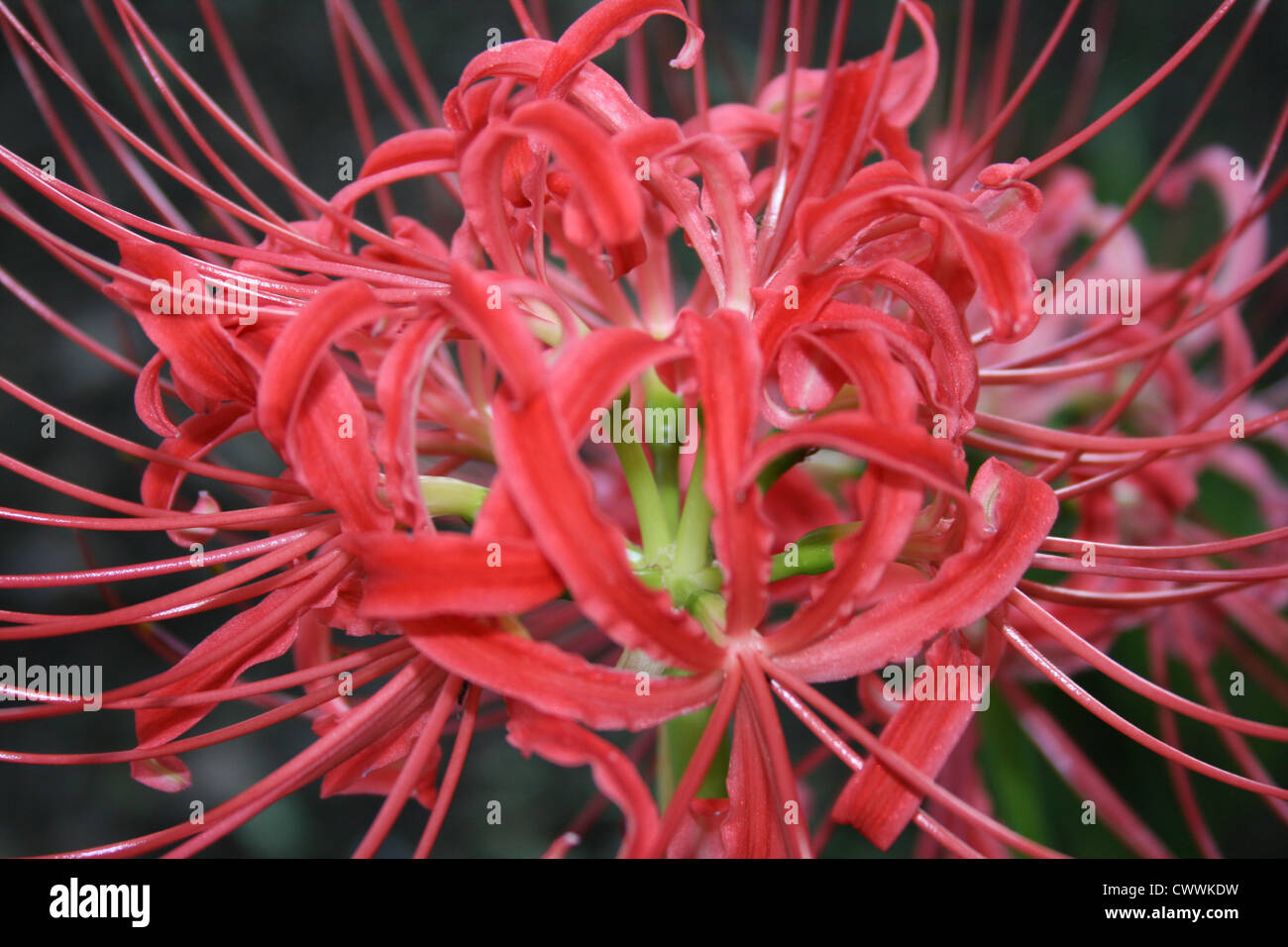 Red spider lily fleur de lys photo couleur d'art photo Banque D'Images