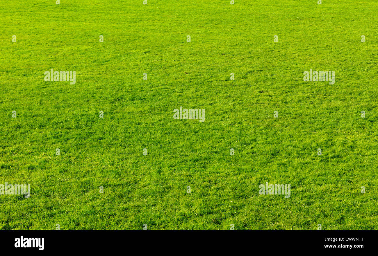 Couper de l'herbe verte texture background Banque D'Images