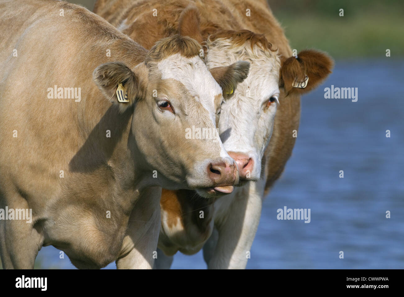 L'alimentation des bovins sur les marais Norfolk Banque D'Images