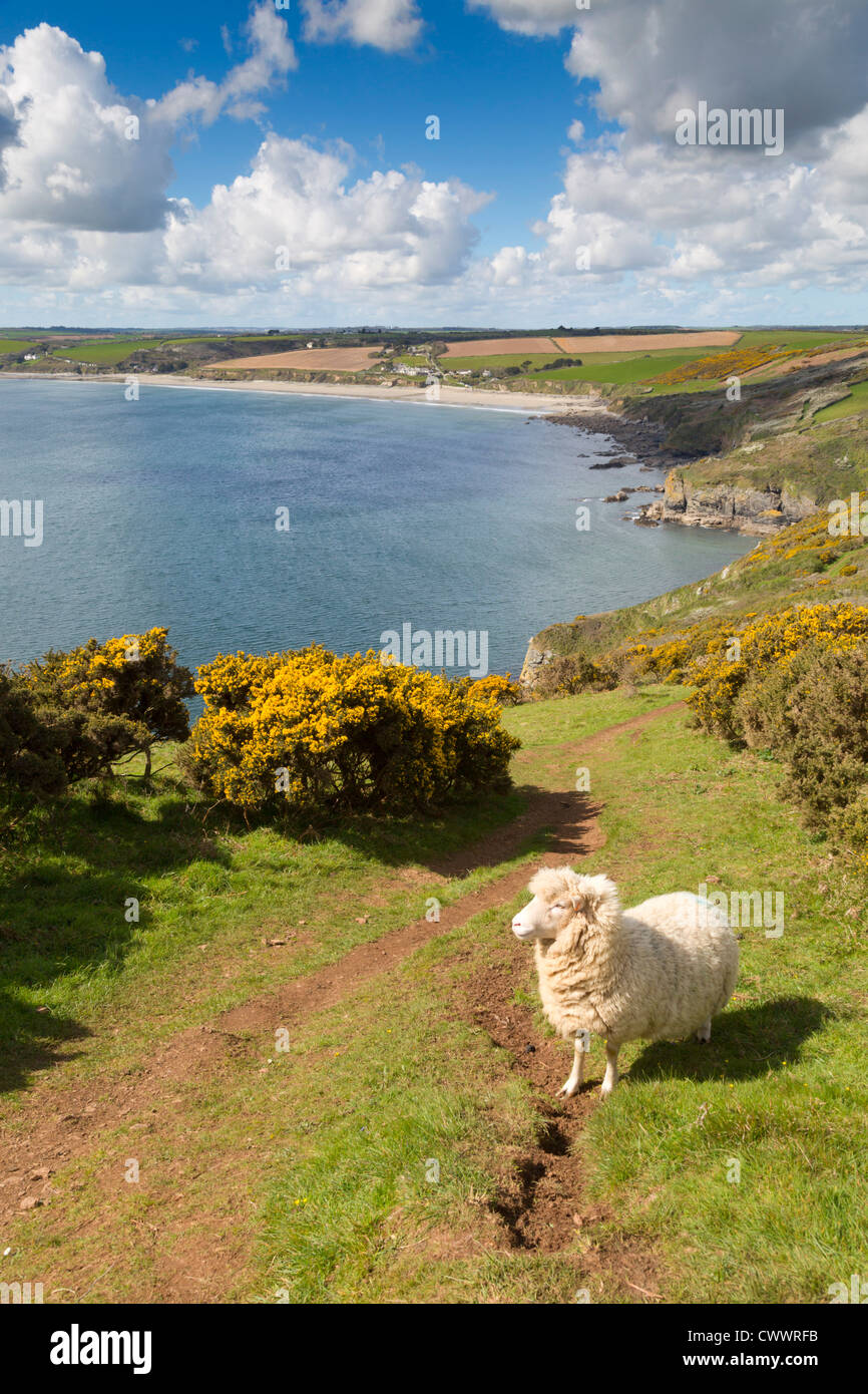 Pendower Beach ; les moutons sur le chemin côtier, Cornwall, UK ; été Banque D'Images