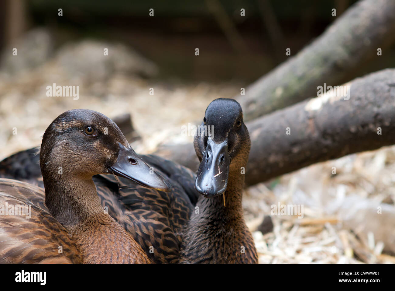 Une paire de kaki Campbell pour animaux de canards dans le jardin relaxant Banque D'Images