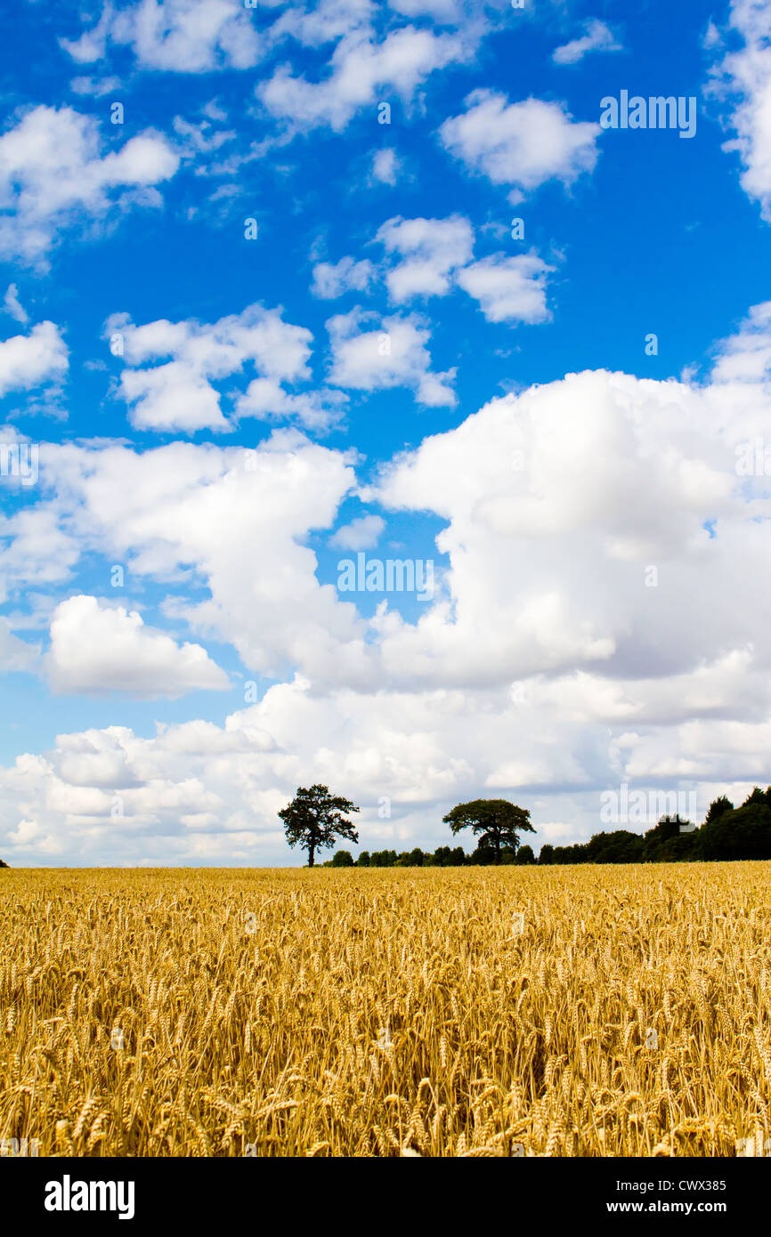 Ciel bleu au-dessus des champs de blé d'Essex Banque D'Images