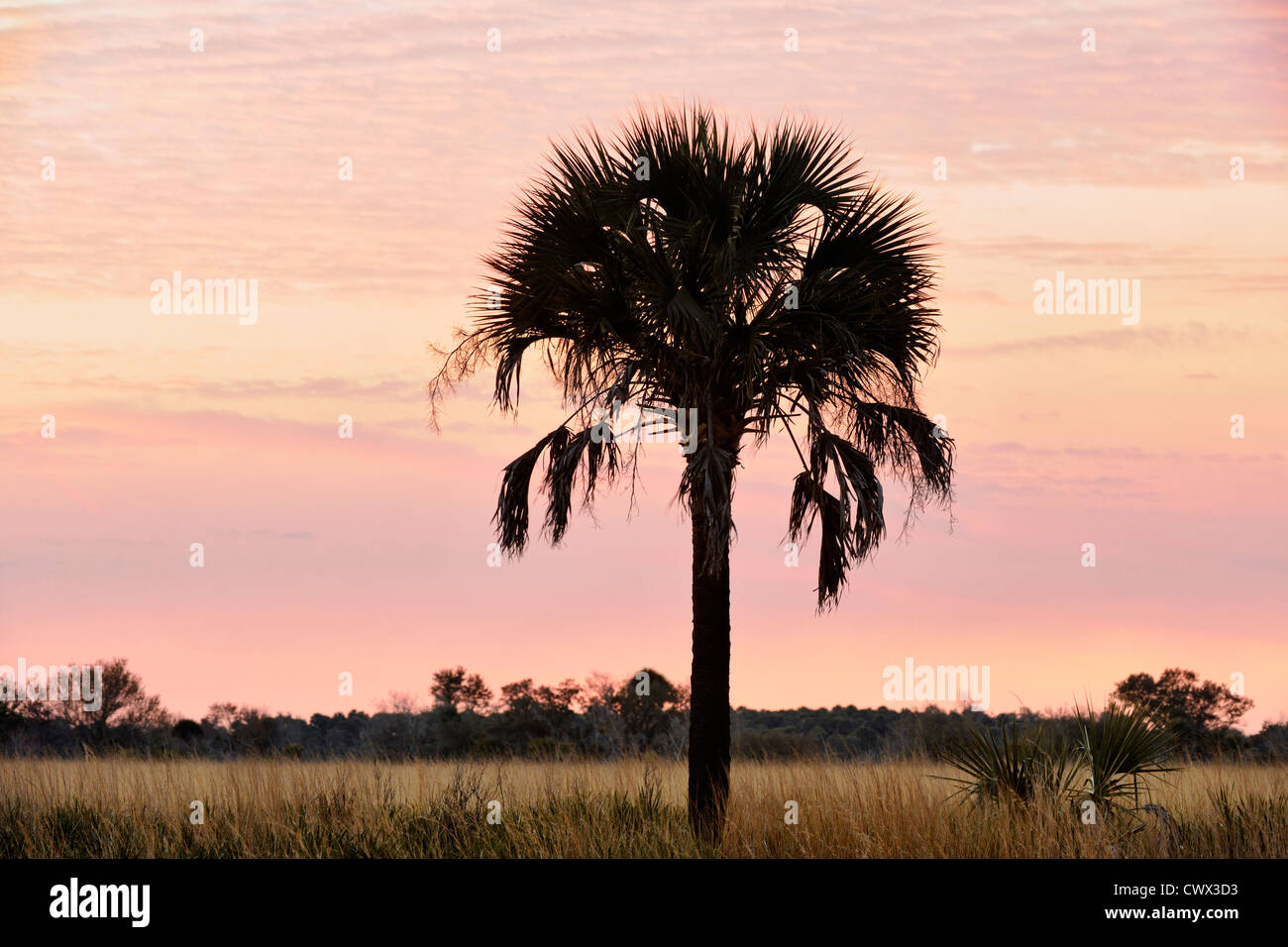 Sabal palm arbres et ciel du soir, parc d'État de prairie à Kissimmee, Floride, USA Banque D'Images