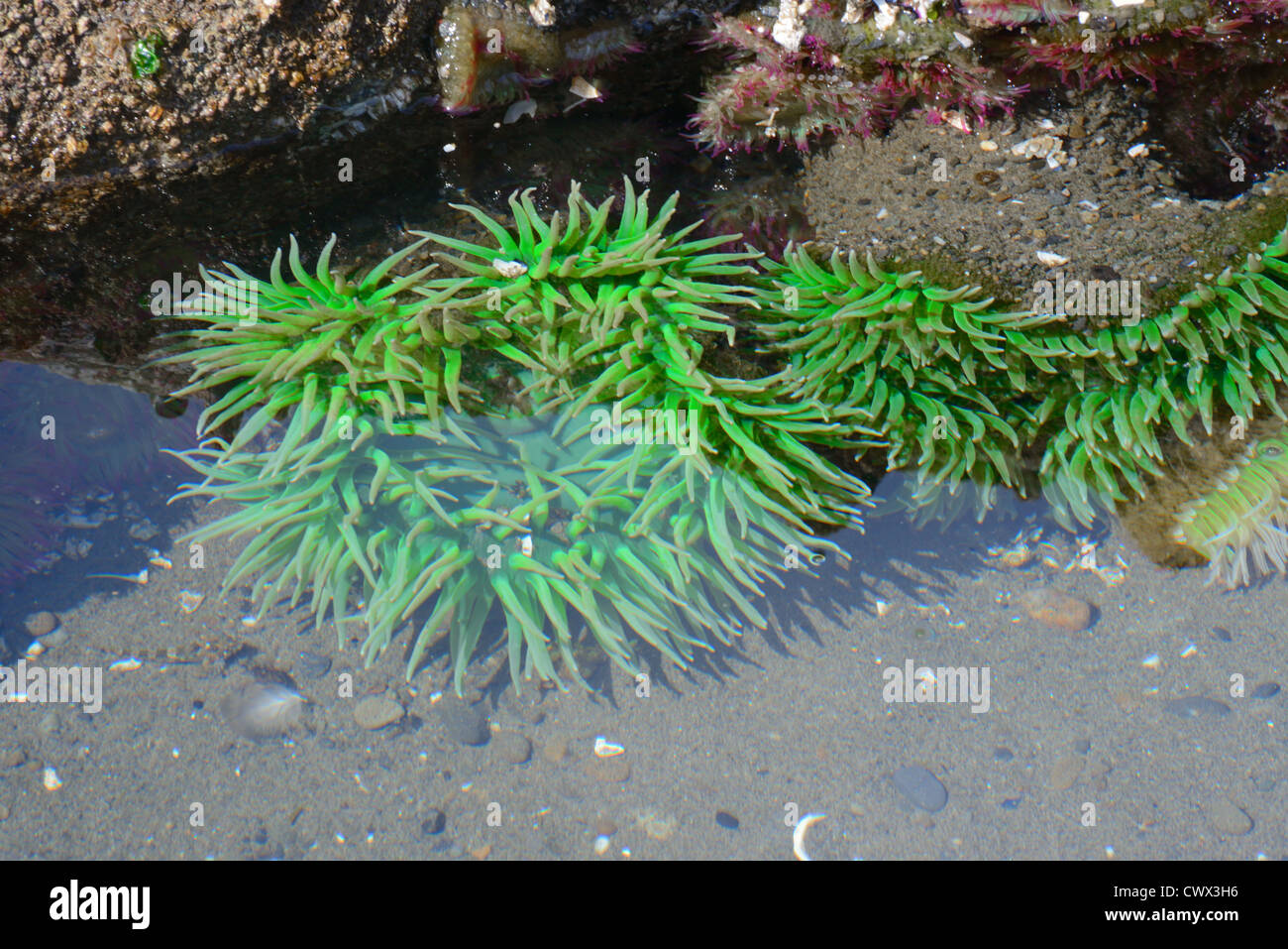 Anémone de mer verte (Anthopleura xanthogrammica) dans une cuvette peu profonde. Banque D'Images