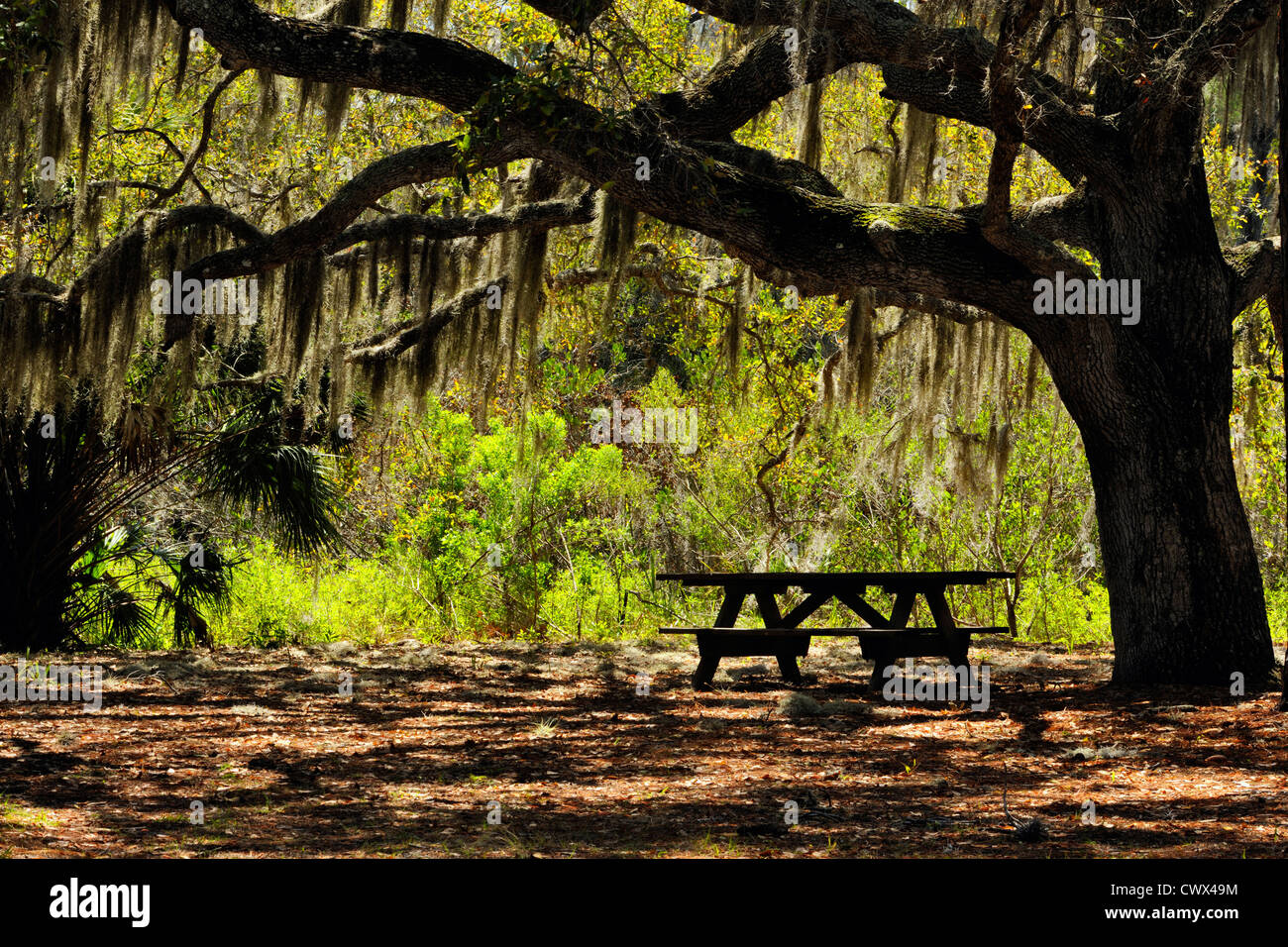 Chêne et table de pique-nique, parc d'État Oscar Scherer, Florida, USA Banque D'Images