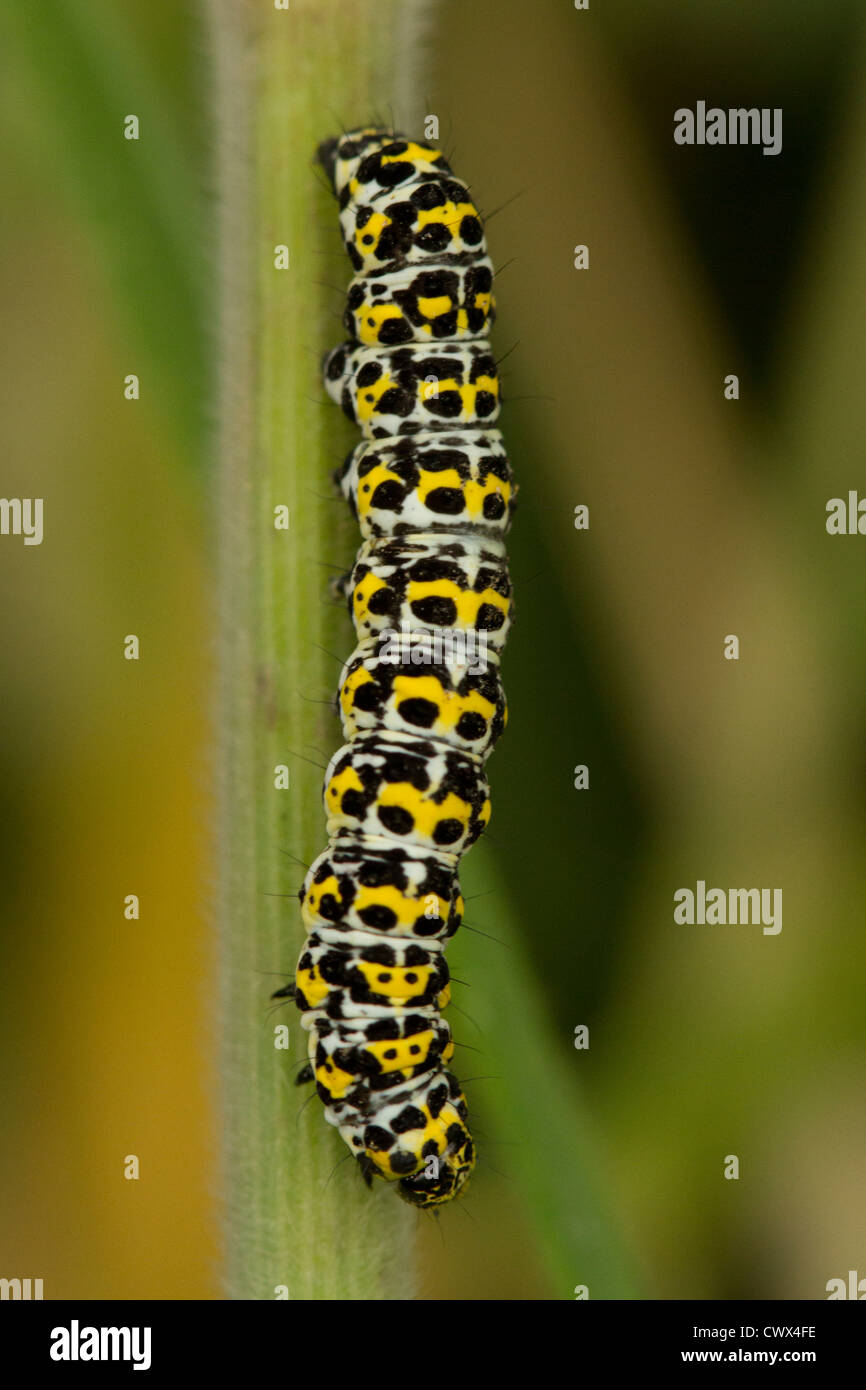 Mullein moth caterpillar (Shargacucullia verbasci) sur tige d'herbe, le Carbis Bay, Cornwall, UK Banque D'Images