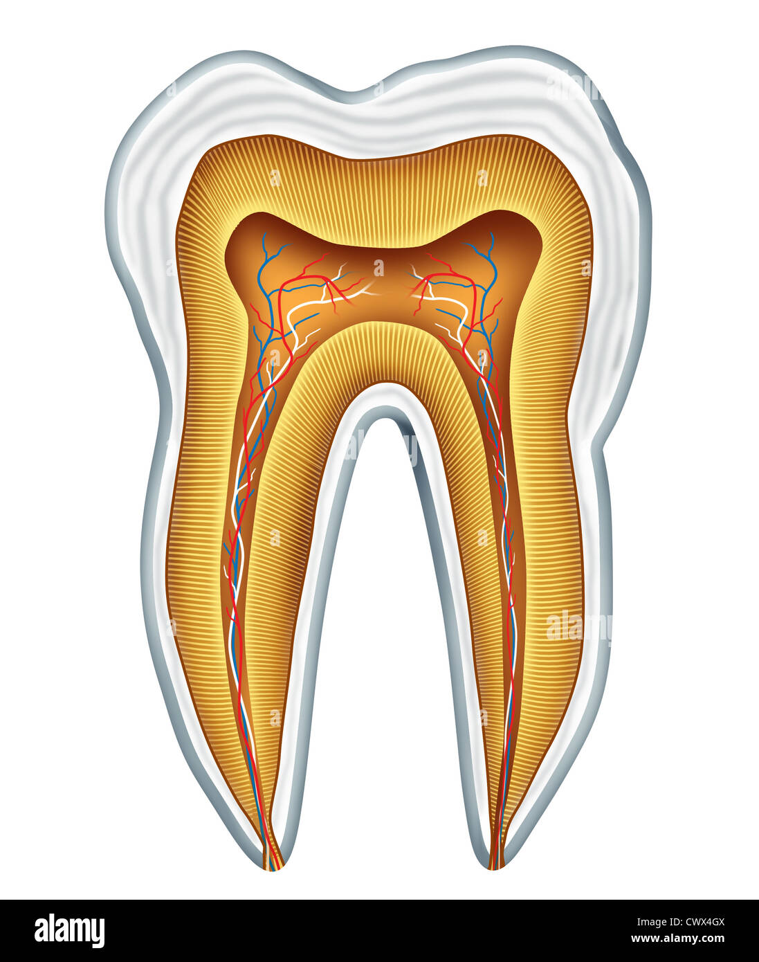 L'anatomie de la dent pour la section clinique dentaire et médicale chirurgien dentiste dentiste représentant la Chirurgie, Médecine et art dentaire représenté par une cavité en bonne santé gratuitement vue frontale montrant l'intérieur de la partie du corps crâne humain. Banque D'Images