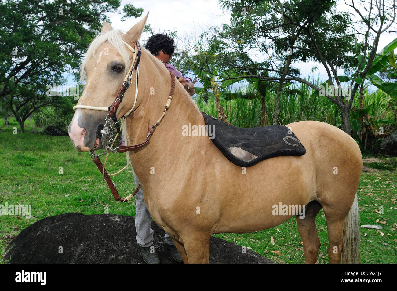 Association des Chevaux Paso Fino du Nord Ouest - Les organismes