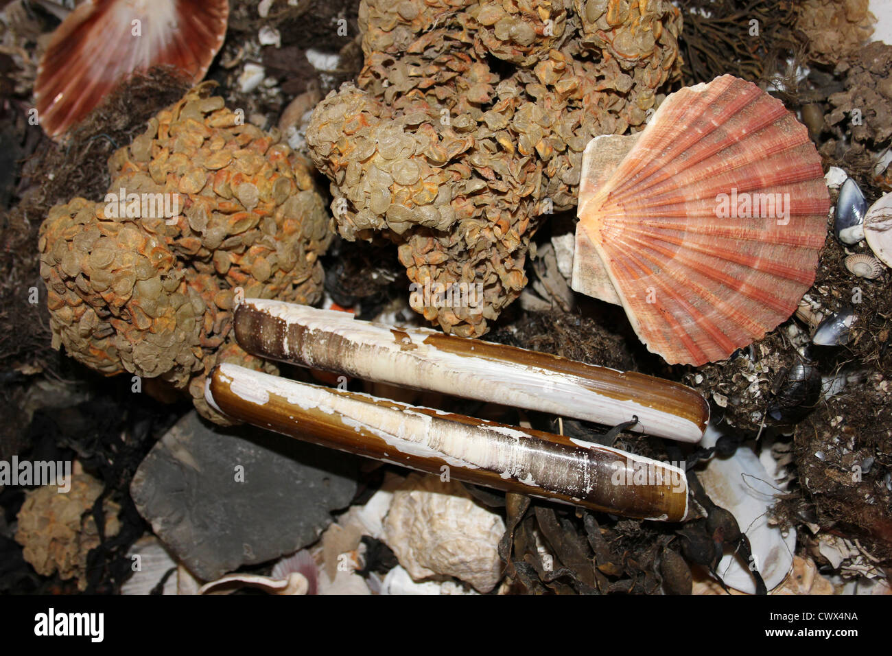 Collection Seashore Strandline Incluant Clam, Razor Shells, Scallop Shells Et Sea Wash Balls Banque D'Images