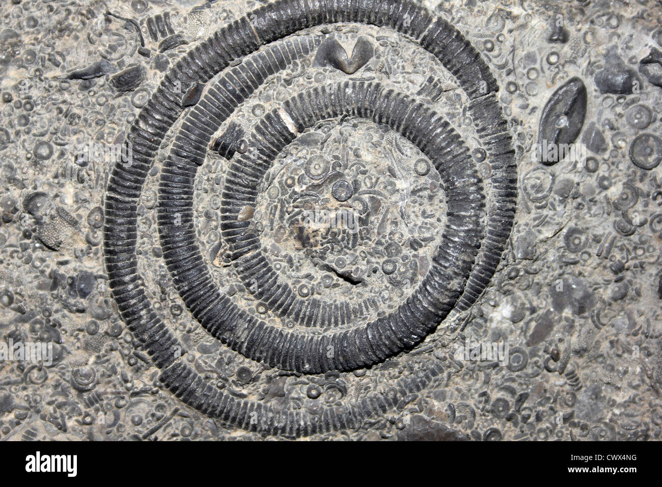 Tige à crinoïdes enroulé de calcaire carbonifère, montagne, Clifton Down, Mendip Hills Banque D'Images