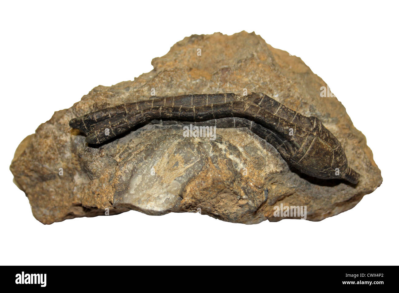 Cupressocrinus gracilis, Dévonien supérieur, Allemagne Banque D'Images