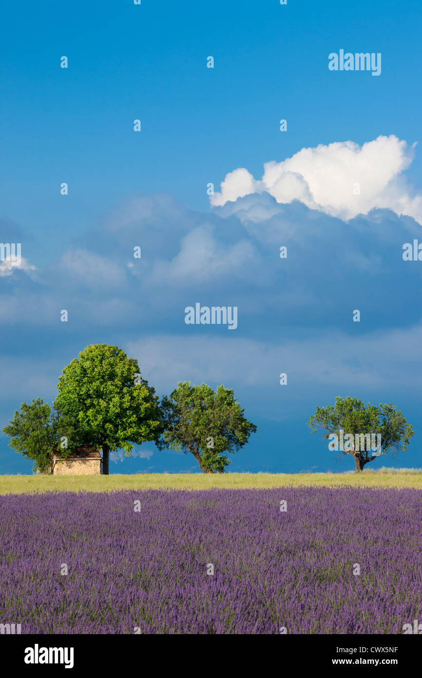 La cabane d'agriculteur à l'ombre d'un arbre à côté de champ de lavande près de Valensole, Provence France Banque D'Images