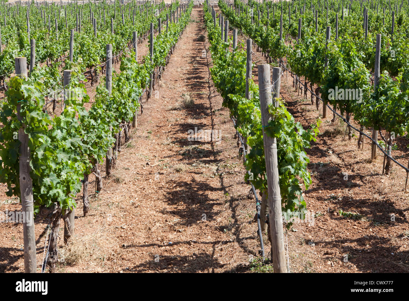 Vignoble sur l'île de Malte, mer Méditerranée Banque D'Images