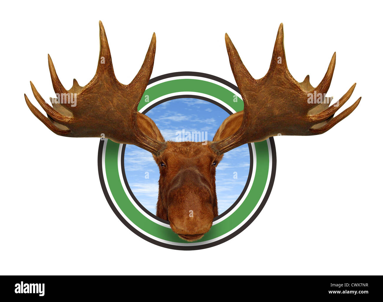 Tête d'orignal vue avant de l'icône de forêt bois isolé sur fond blanc représentant le nord de la faune, de la faune des montagnes du Nord canadien et américain pour une chasse responsable et de conservation naturelle. Banque D'Images Tête d'orignal vue avant de l'icône de forêt bois isolé sur fond blanc représentant le nord de la faune, de la faune des montagnes du Nord canadien et américain pour une chasse responsable et de conservation naturelle. Banque D'Images