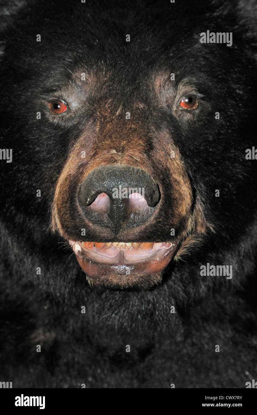 Un ours brun taxidermie affichée au centre de ressources du delta des rivières 5 museum Banque D'Images