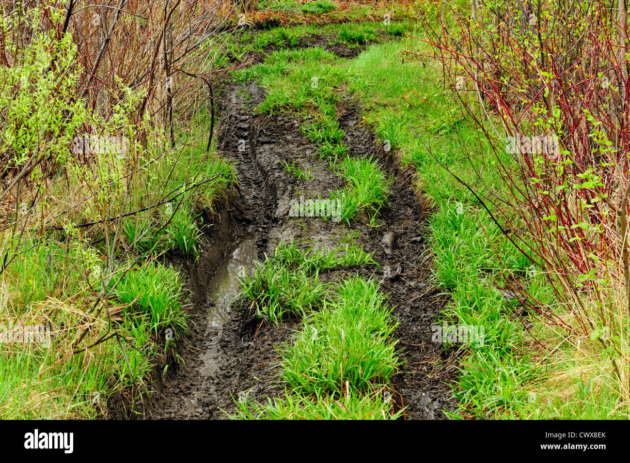 Dommages à l'ATV sentier forestier, le Grand Sudbury, Ontario, Canada Banque D'Images