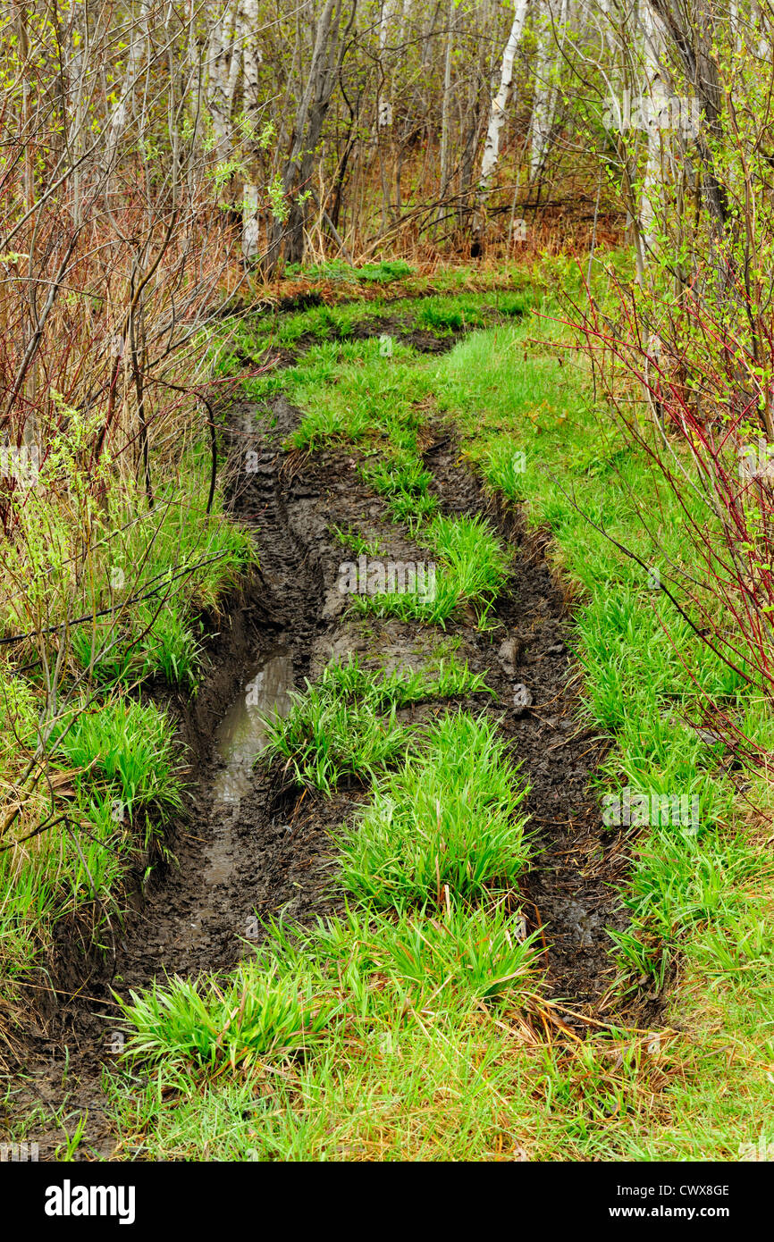 Dommages à l'ATV sentier forestier, le Grand Sudbury, Ontario, Canada Banque D'Images