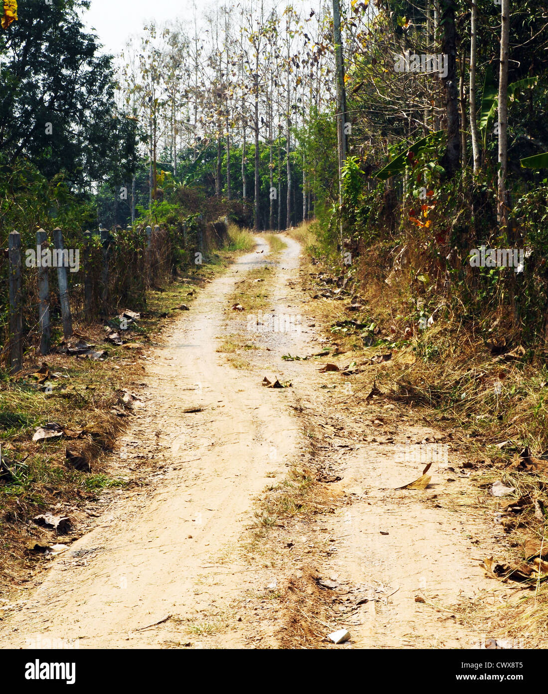 Route de campagne qui longe une forêt Banque D'Images