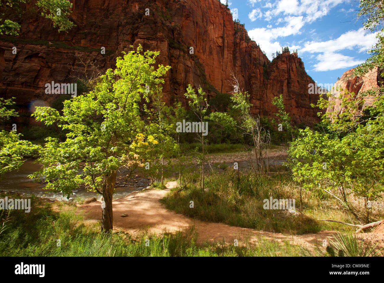 Zion Canyon National Park, Utah, United States of America Banque D'Images