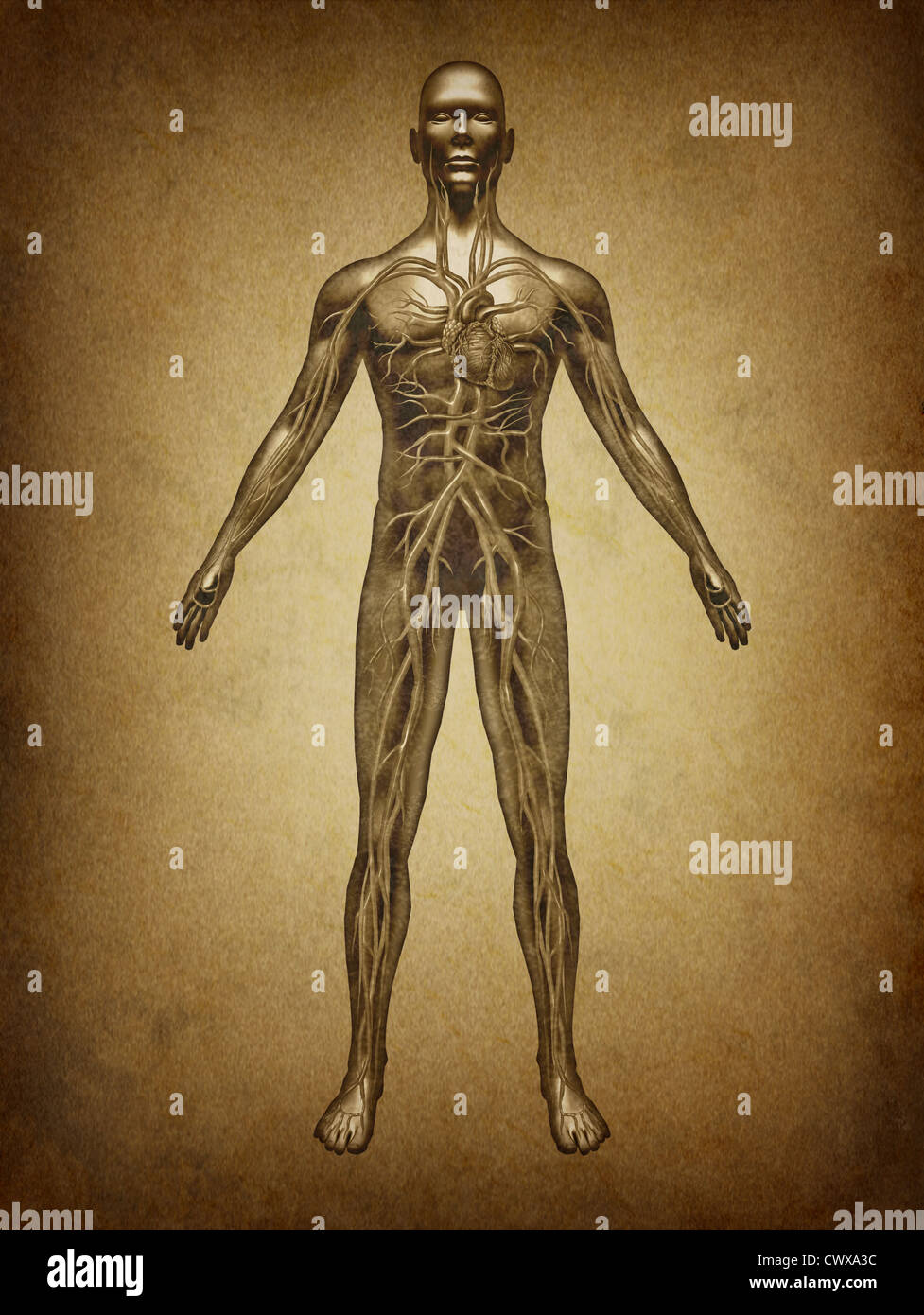 Le sang humain grunge vintage pratique dans le système cardiovasculaire avec l'anatomie du cœur d'un corps sain sur une ancienne parchement comme Banque D'Images