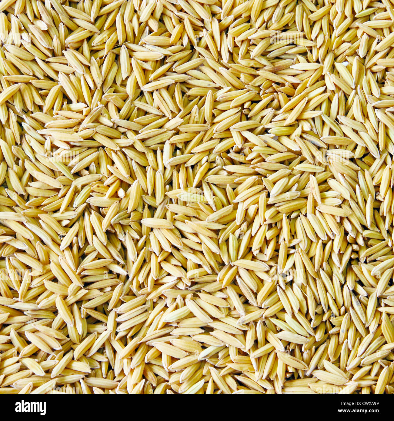 Paddy brun Banque de photographies et d’images à haute résolution - Alamy