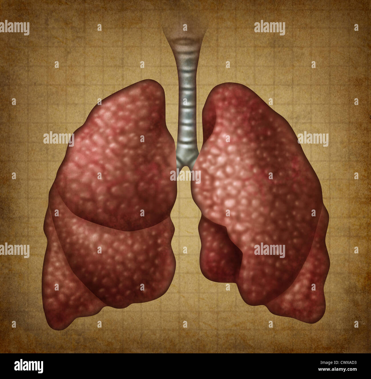 Les poumons dans old vintage grunge texture parchemin comme un symbole médical du repiratory organe comme un concept de la santé et de la médecine pour le traitement de l'anatomie cardiovasular diagnostic de symptômes cliniques. Banque D'Images