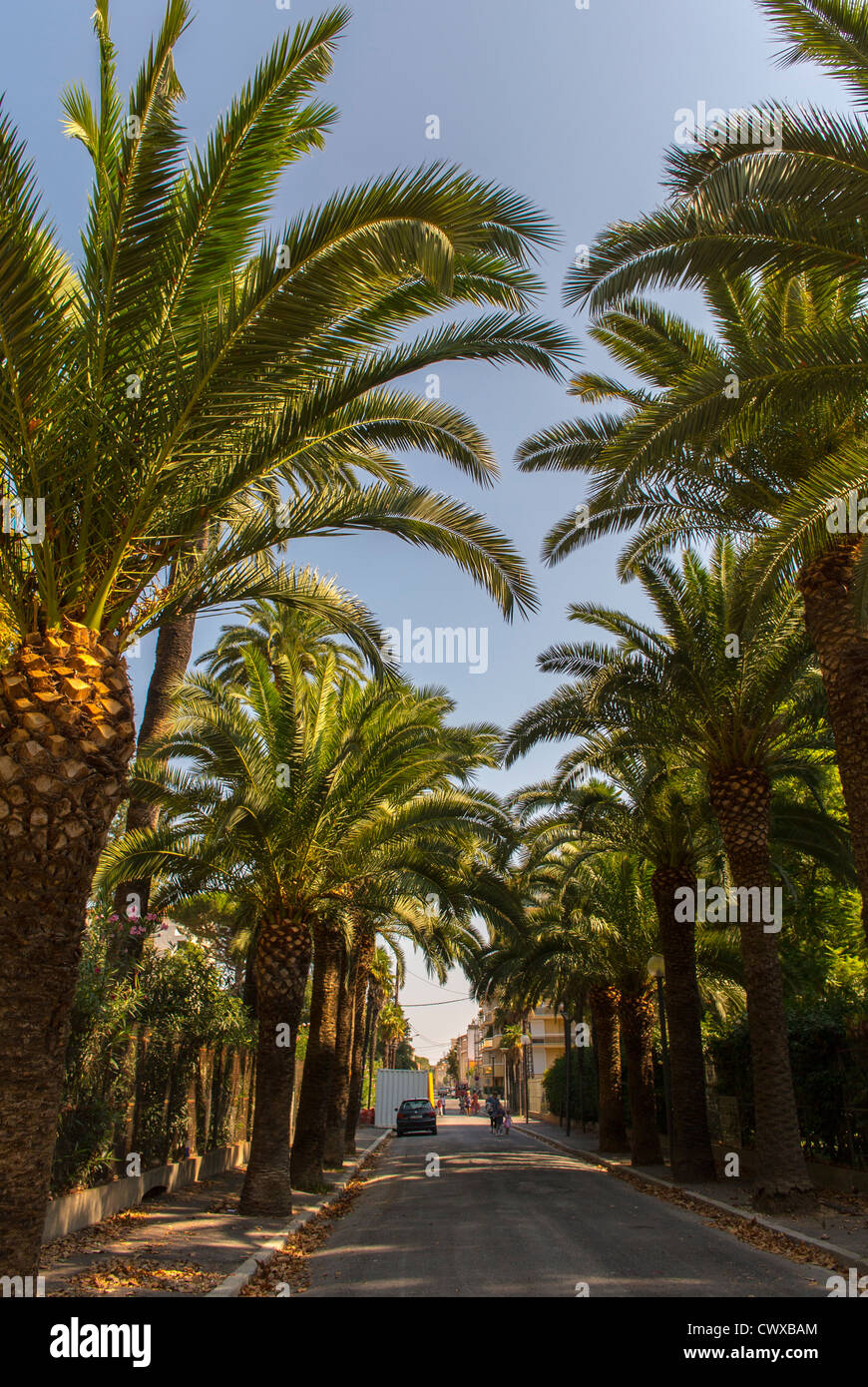 Perpignan, France, palmiers, des scènes de rue Banque D'Images