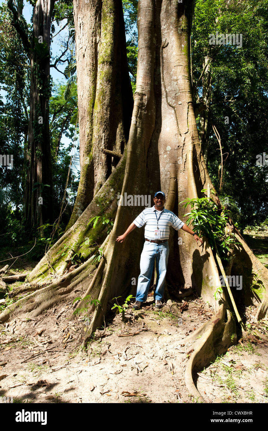 Homme à côté de racines d'un arbre ceiba géant dans la région de Quirigua parc archéologique, site du patrimoine mondial de l'UNESCO, au Guatemala, en Amérique centrale. Banque D'Images