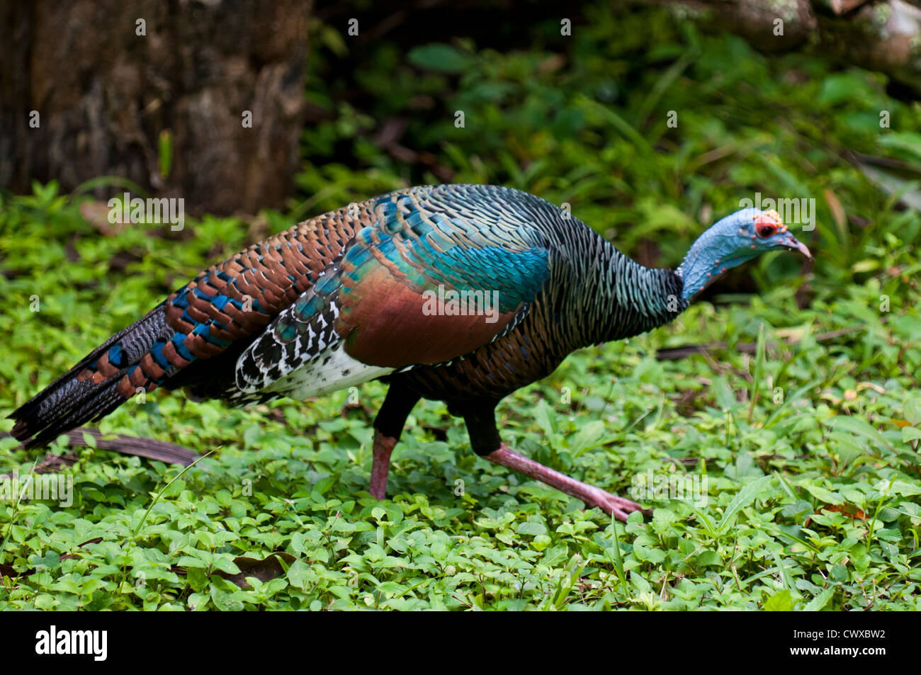Ocellated Turkey, Meleagris ocellata, parc national de Tikal, Parque Nacional Tikal, Site du patrimoine mondial de l'UNESCO, au Guatemala. Banque D'Images