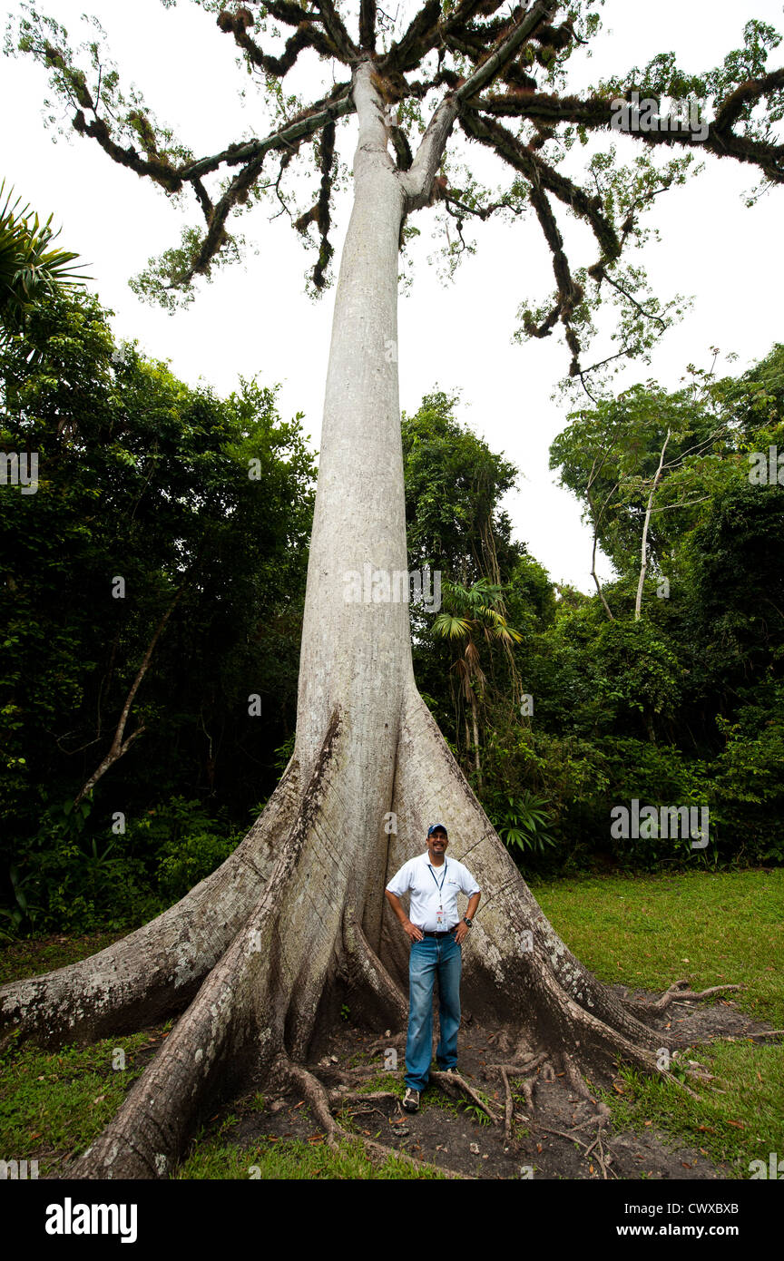 L'homme et l'arbre ceiba géant Parc national de Tikal, Parque Nacional Tikal, Site du patrimoine mondial de l'UNESCO, au Guatemala, en Amérique centrale. Banque D'Images