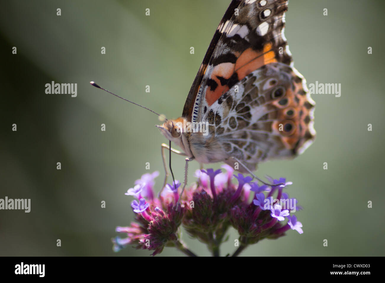 Papillon belle dame se nourrissent d'une fleur pourpre Banque D'Images