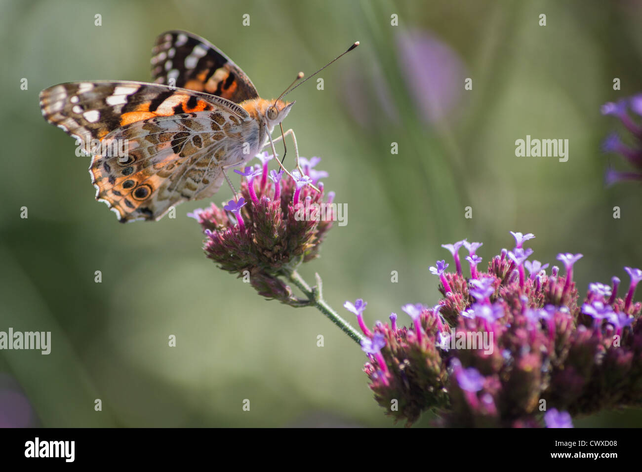 Papillon belle dame se nourrissent d'une fleur pourpre Banque D'Images