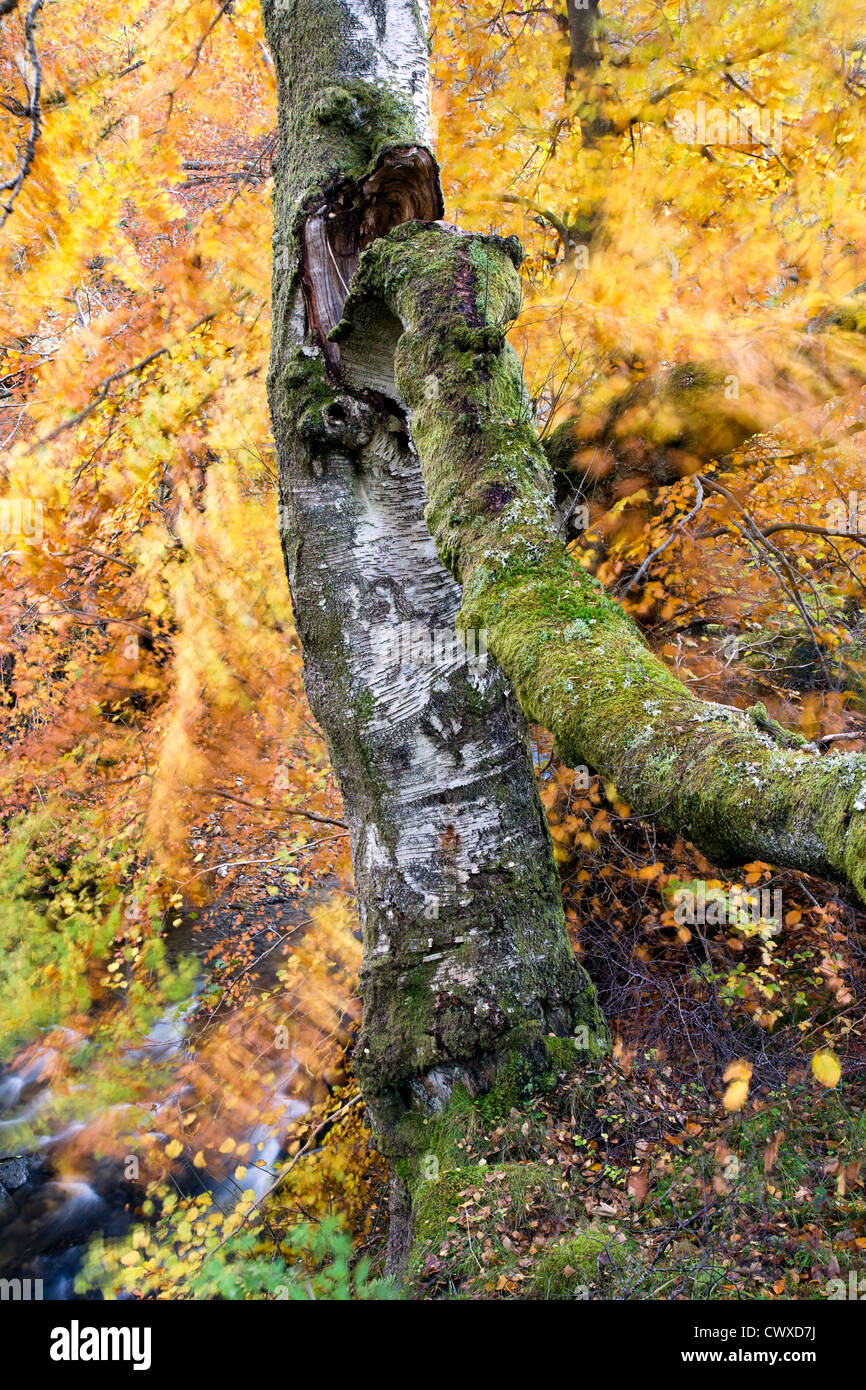 Un vieux bouleau argenté entouré de feuilles de hêtre d'automne par le vent. Banque D'Images