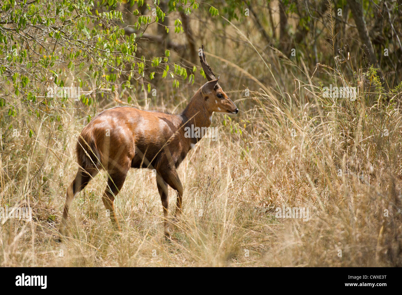 Bushbuck (Tragelaphus scriptus mâle), Parc National de l'Akagera, au Rwanda Banque D'Images