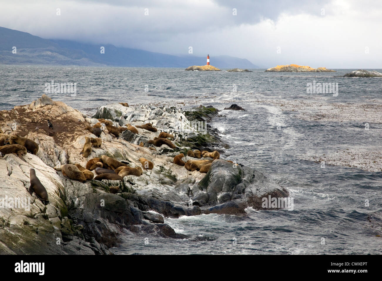 De lions de mer et les cormorans se reposant sur les îles de la Terre de feu avec les Eclaireurs Lighthouse en arrière-plan Banque D'Images