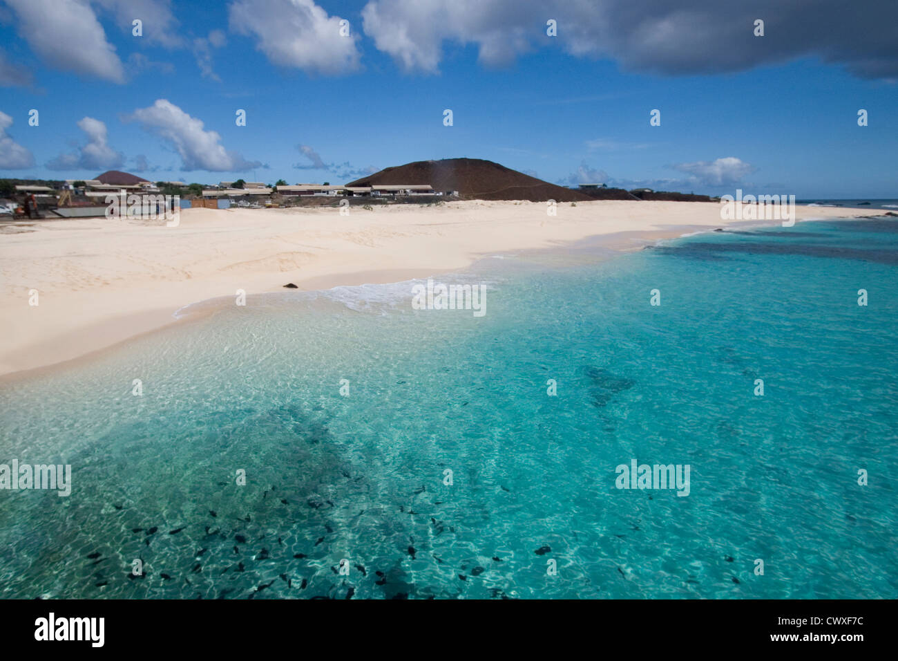 Les poissons dans le port de Clarence Bay, avec la ville de Georgetown dans l'arrière-plan, l'île de l'Ascension, territoire britannique d'outre-mer Banque D'Images