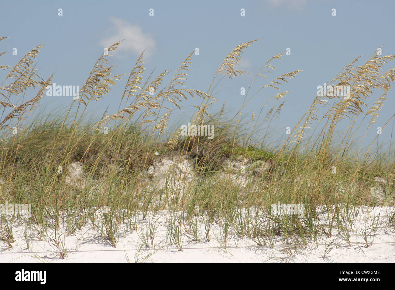 Plage des dunes de sable et des hautes herbes roseaux Banque D'Images