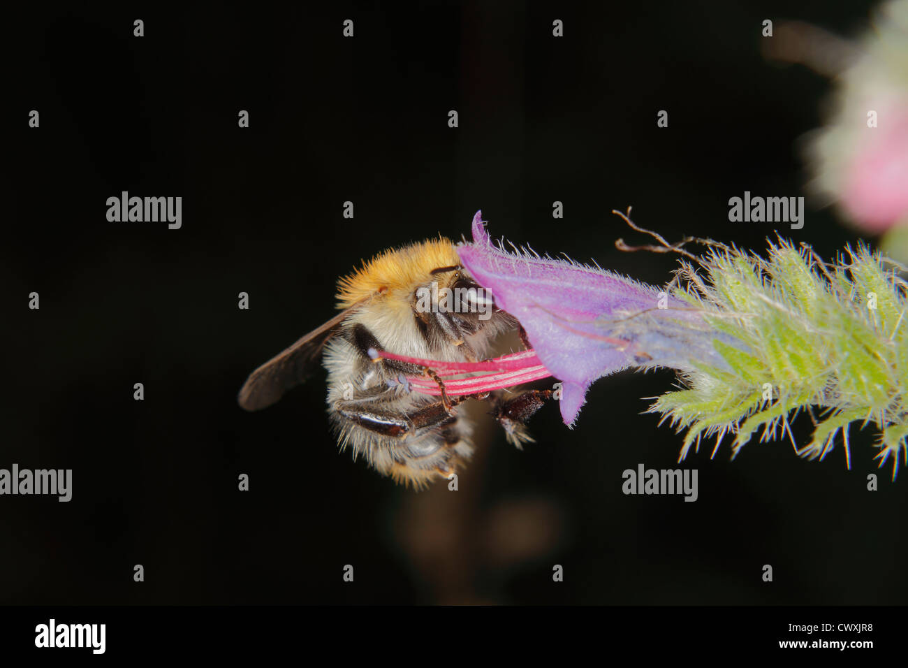 Carde commun (Bombus pascuorum2170) sur une fleur Banque D'Images