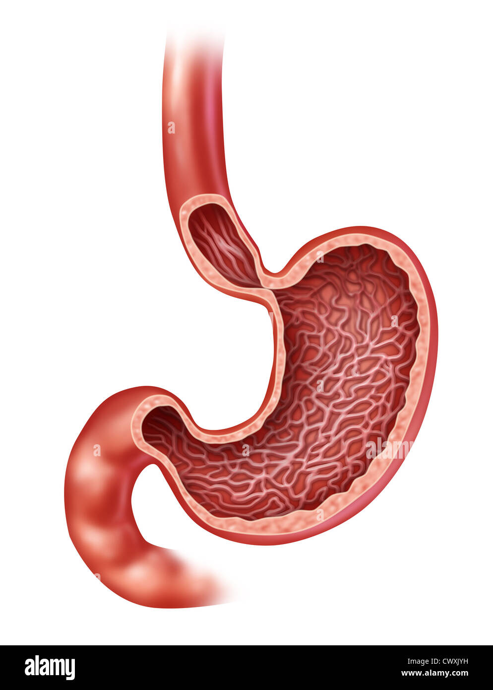 Les droits de l'estomac anatomie de l'organe digestif interne avec une section médicale montrant l'intérieur de la partie du corps qui digère les aliments avec des jus gastriques comme un schéma de soins de santé illustration sur un fond blanc. Banque D'Images
