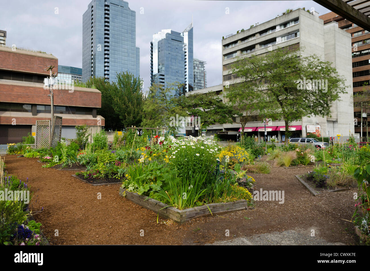 Le jardin de la Communauté urbaine de Davie Village, Vancouver, Canada Banque D'Images