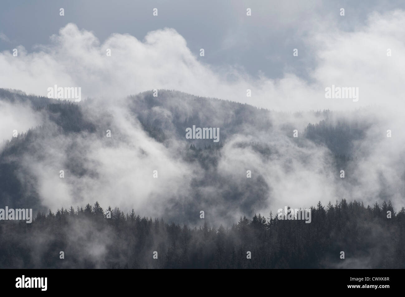 Brouillard dans les montagnes de la chaîne Côtière à Cape Perpetua, forêt nationale de Siuslaw, centre de l'Oregon coast. Banque D'Images