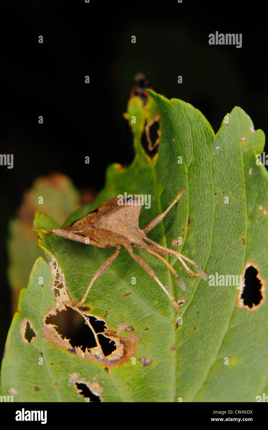 Bug Dock (Coreus marginatus) sur une feuille Banque D'Images