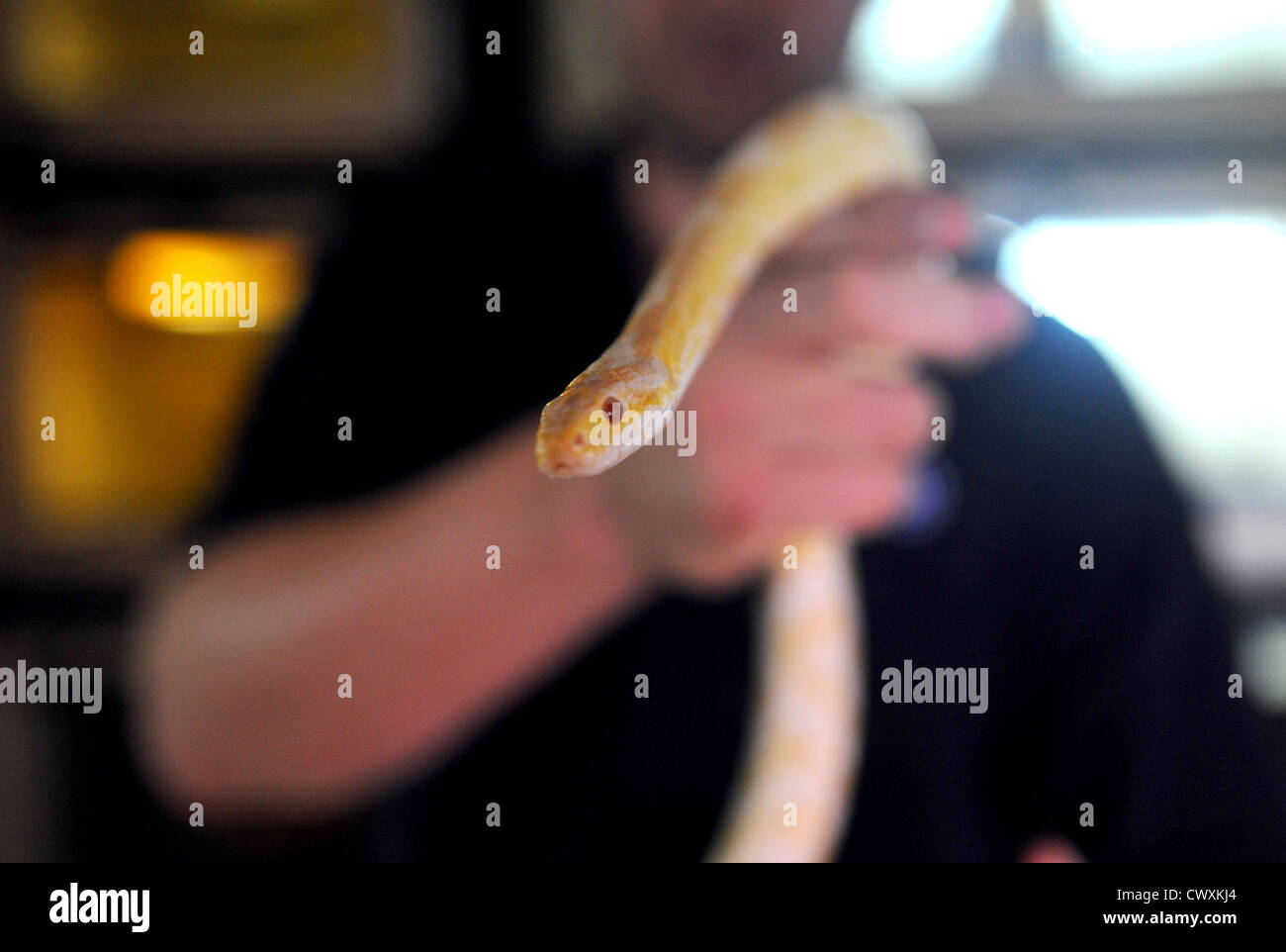 Un serpent de maïs à la RSPCA Reptile Centre de sauvetage à Patcham Banque D'Images