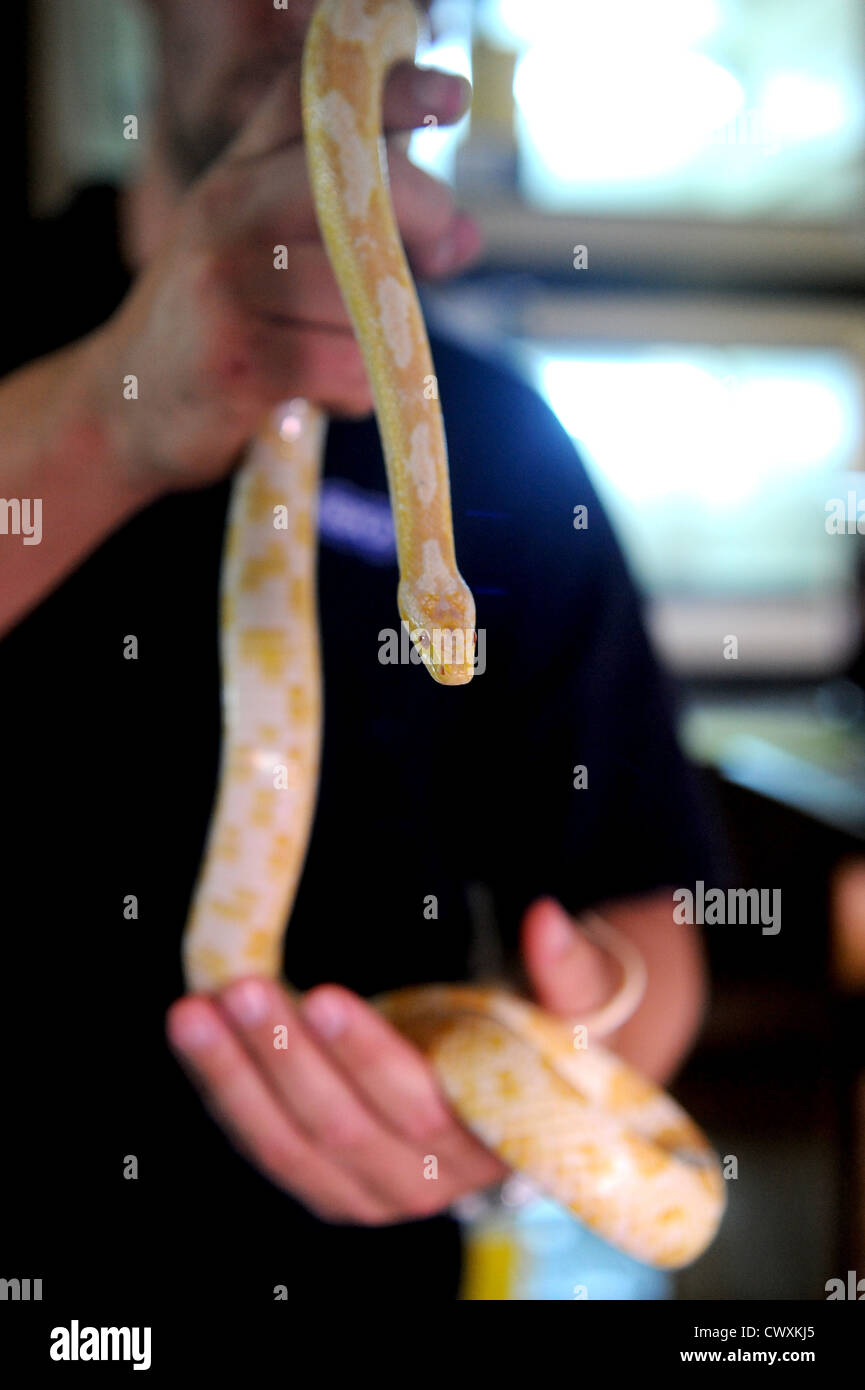 Un serpent de maïs à la RSPCA Reptile Centre de sauvetage à Patcham Banque D'Images