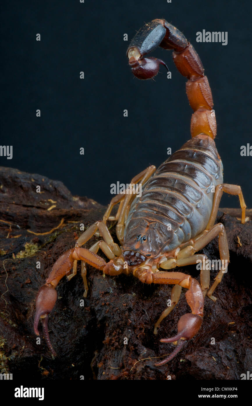 Scorpion géant / Grosphus flavopiceus Banque D'Images