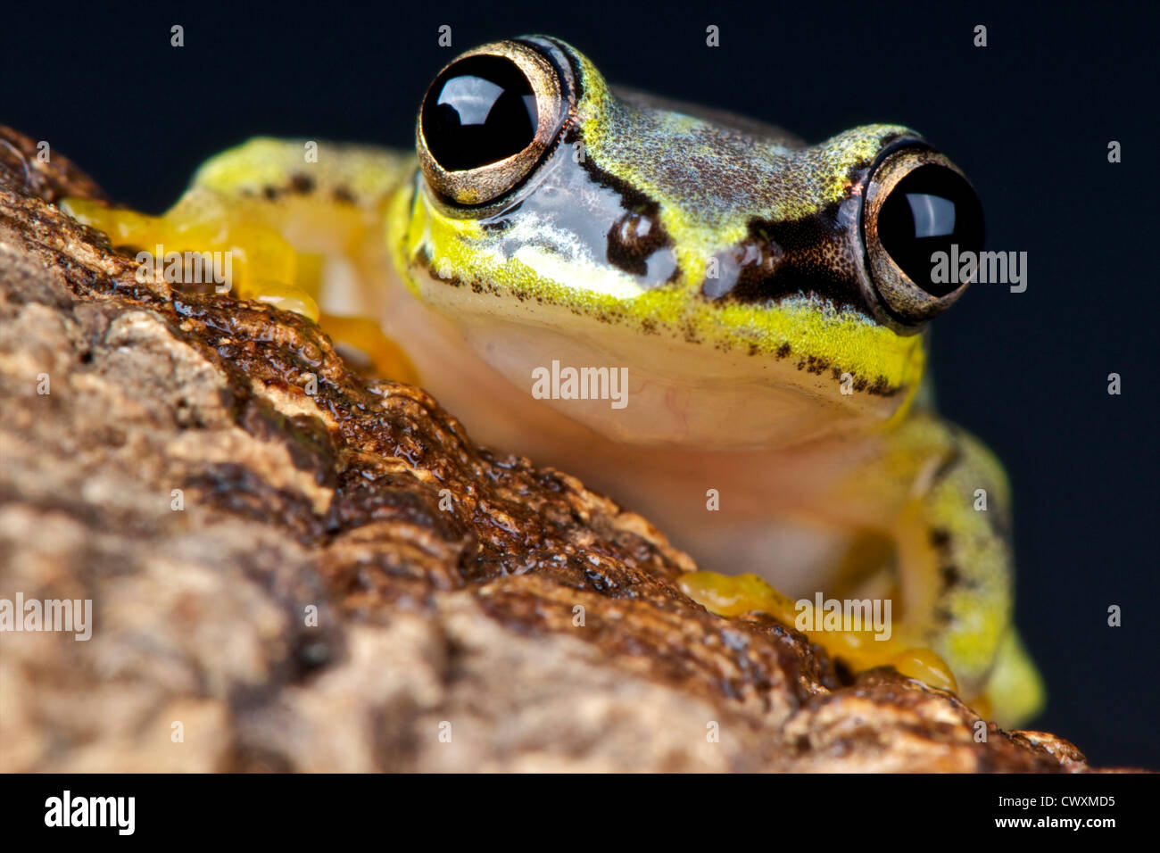 Heterixalus madagascariensis grenouille / blanc Banque D'Images