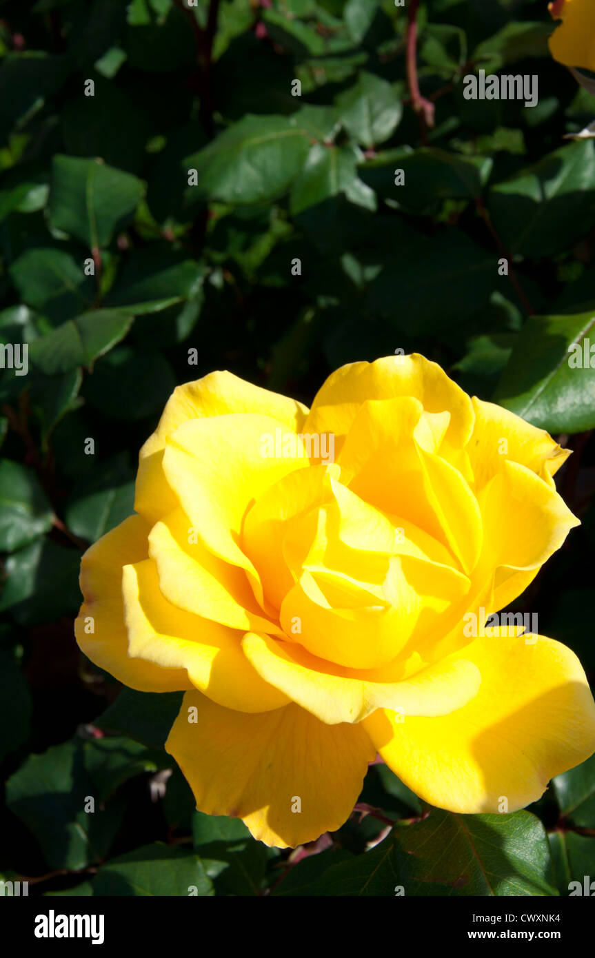 Fleur rose jaune Banque D'Images
